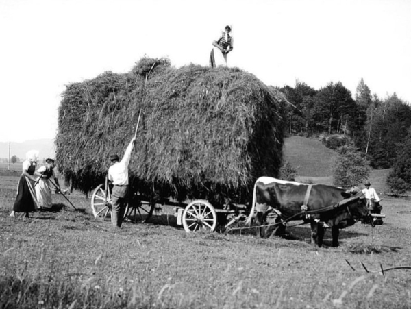 Повседневная жизнь Австрии, 1904 год.

..1