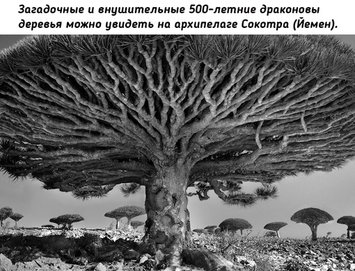 Древние гиганты Земли на снимках фотографа Бет..0