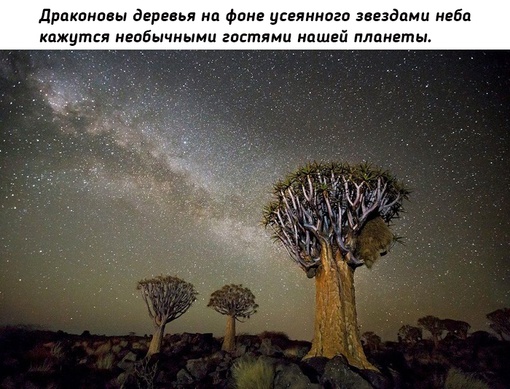 Древние гиганты Земли на снимках фотографа Бет..8