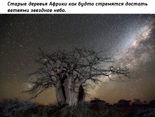 Древние гиганты Земли на снимках фотографа Бет..7