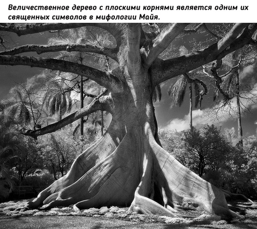 Древние гиганты Земли на снимках фотографа Бет..4