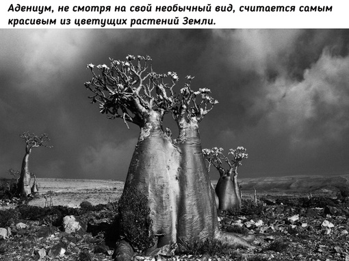 Древние гиганты Земли на снимках фотографа Бет..5