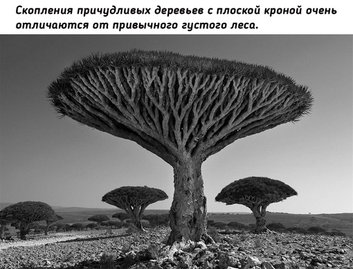 Древние гиганты Земли на снимках фотографа Бет..1