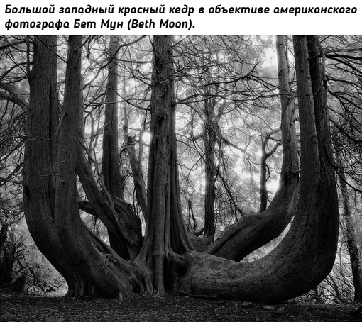 Древние гиганты Земли на снимках фотографа Бет..2