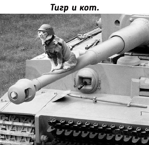 Представители семейства кошачьих на одном..0