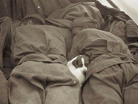 Солдаты и щенок. 1945 год
..0