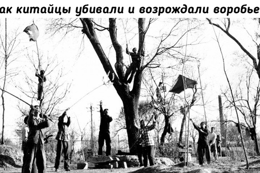 Уничтожение воробьёв - наиболее примечательная сторона..0