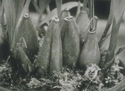 Работы немецкого фотографа Albert Renger-Patzsch (1897-1966).
Больше..5