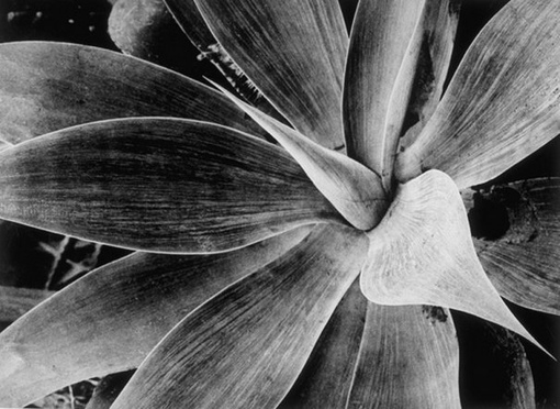 Работы немецкого фотографа Albert Renger-Patzsch (1897-1966).
Больше..4