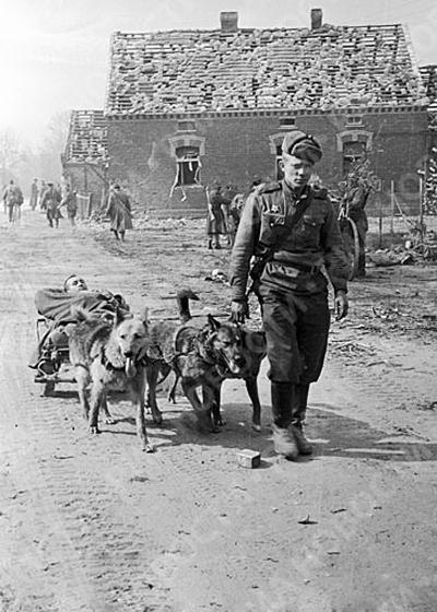 Собаки везут раненого, 1944 год.
..0