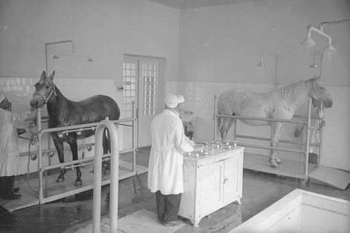Водолечение в ветеринарной клинике, Москва, 1939 год.
Больше..0