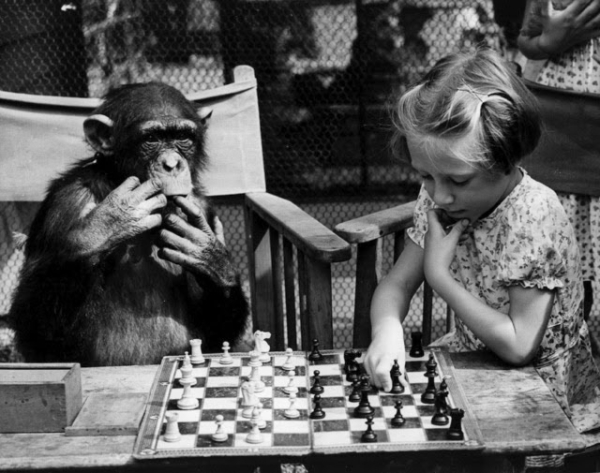 Девочка играет в шахматы с шимпанзе Фифи в Лондонском зоопарке,..0