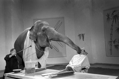 Слон-парикмахер на съемках фильма «Необыкновенный город», 1962..3