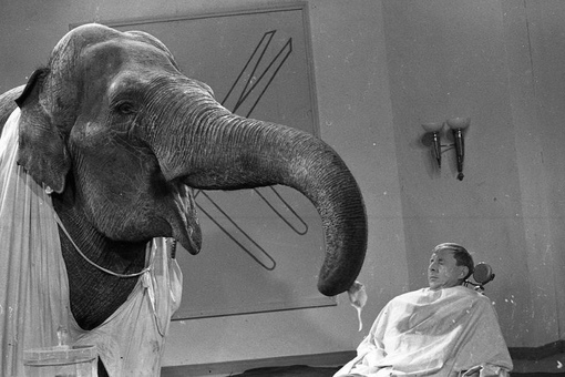 Слон-парикмахер на съемках фильма «Необыкновенный город», 1962..1