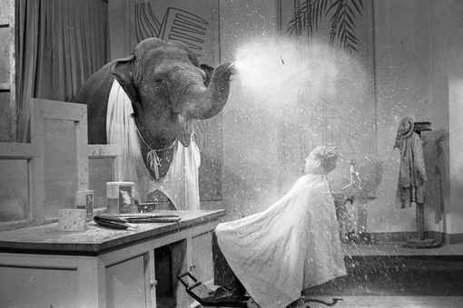 Слон-парикмахер на съемках фильма «Необыкновенный город», 1962..2