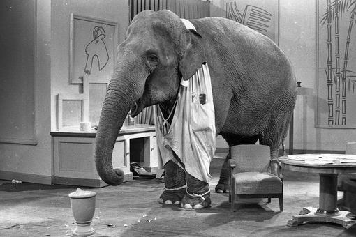 Слон-парикмахер на съемках фильма «Необыкновенный город», 1962..0