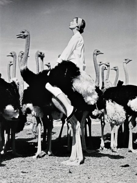 Венда и страусы, ЮАР, 1951 год. 
Фотограф: Norman Parkinson
Больше..0