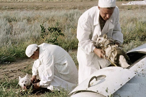 Белка и Стрелка после приземления, 1960 год.
Больше исторических..0