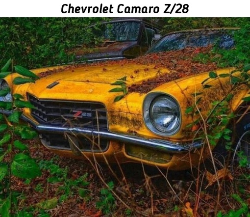 Брошенные легендарные ретро автомобили.
Больше исторических..0