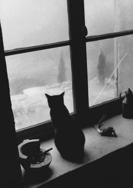 Котейки на фотографиях Willy Ronis.

Вилли Рони (1910-2009) - французский..0