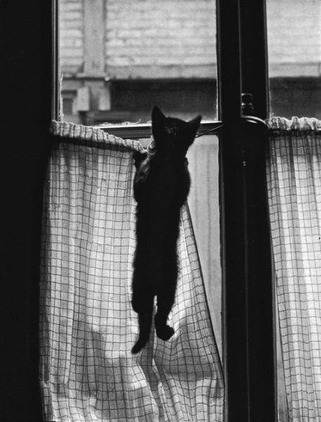 Котейки на фотографиях Willy Ronis.

Вилли Рони (1910-2009) - французский..3
