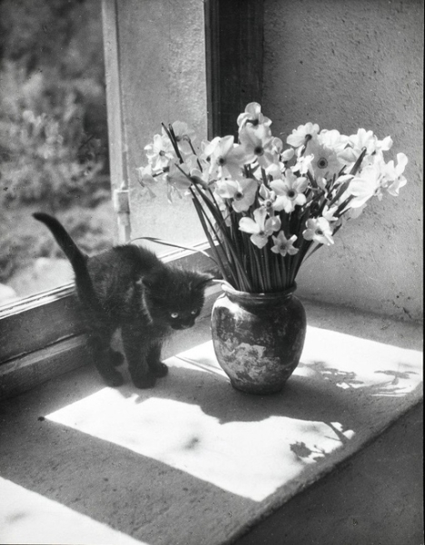 Котейки на фотографиях Willy Ronis.

Вилли Рони (1910-2009) - французский..2