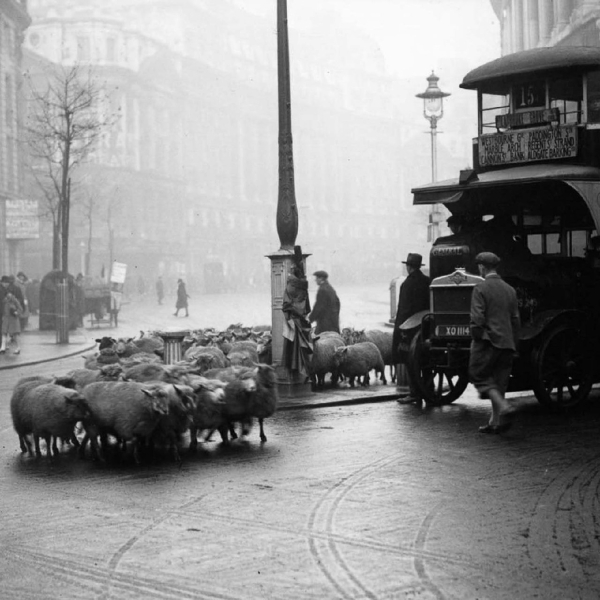 Овцы на выпасе в центральном Лондоне, 1920-е и 1930-е. Овцы..7