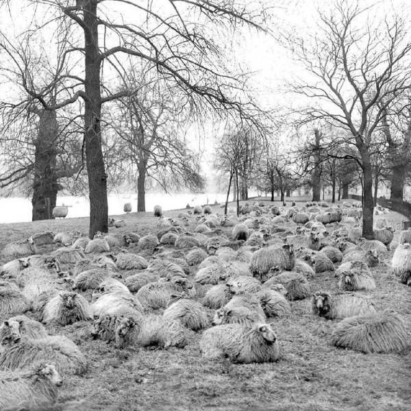 Овцы на выпасе в центральном Лондоне, 1920-е и 1930-е. Овцы..0