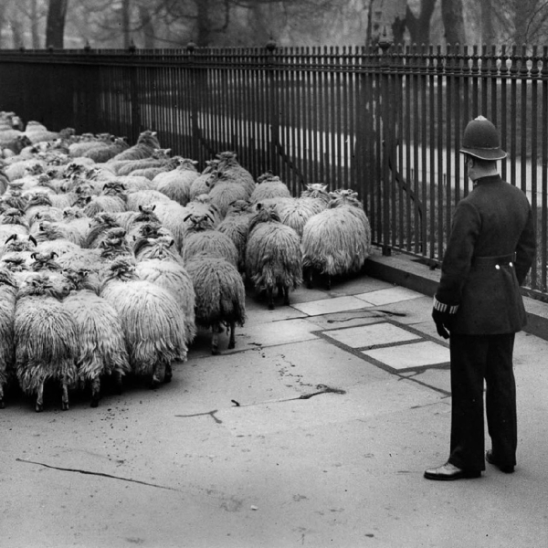 Овцы на выпасе в центральном Лондоне, 1920-е и 1930-е. Овцы..4