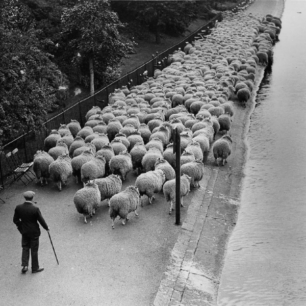 Овцы на выпасе в центральном Лондоне, 1920-е и 1930-е. Овцы..8