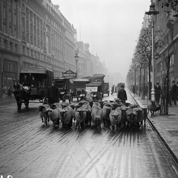 Овцы на выпасе в центральном Лондоне, 1920-е и 1930-е. Овцы..3