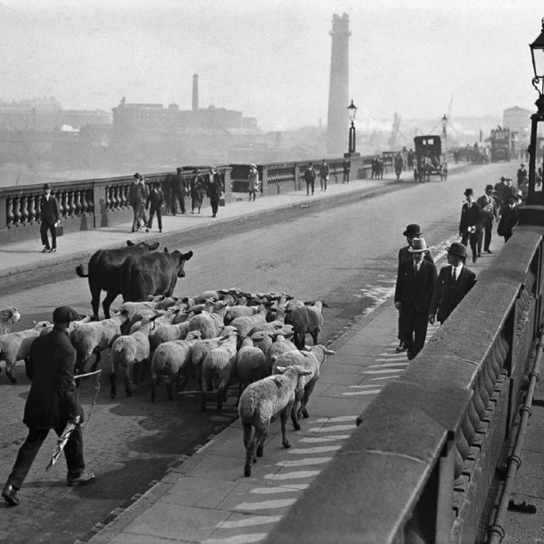 Овцы на выпасе в центральном Лондоне, 1920-е и 1930-е. Овцы..6