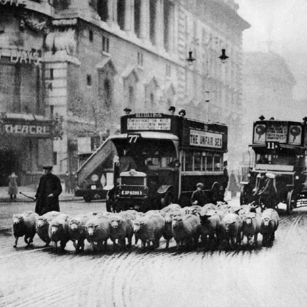 Овцы на выпасе в центральном Лондоне, 1920-е и 1930-е. Овцы..1