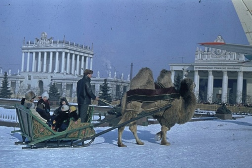 Дети катаются на санях с верблюдом на ВДНХ, 1973 год.

Мы в ТГ..0