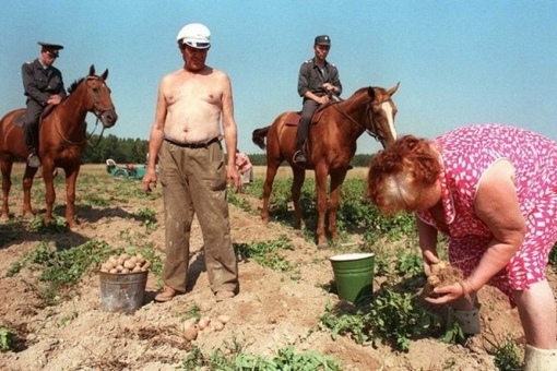 Конная милиция патрулирует картофельное поле , пока местные..0