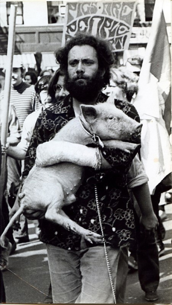 Поросёнок Пигасус, номинированный на должность президента США..0