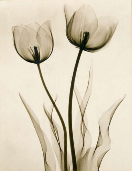 Рентген как искусство.

Доктор радиологии Dain L. Tasker был главным..9