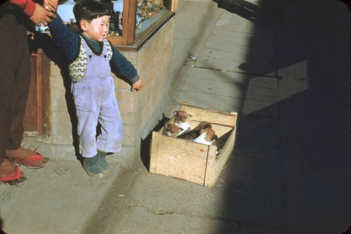 Повседневная жизнь в Японии, 1954 год.

Мы в ТГ..2