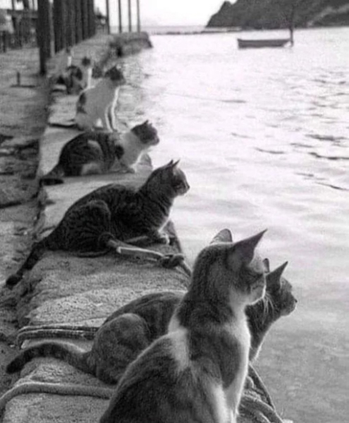 Коты ждут возвращения рыбака,..0