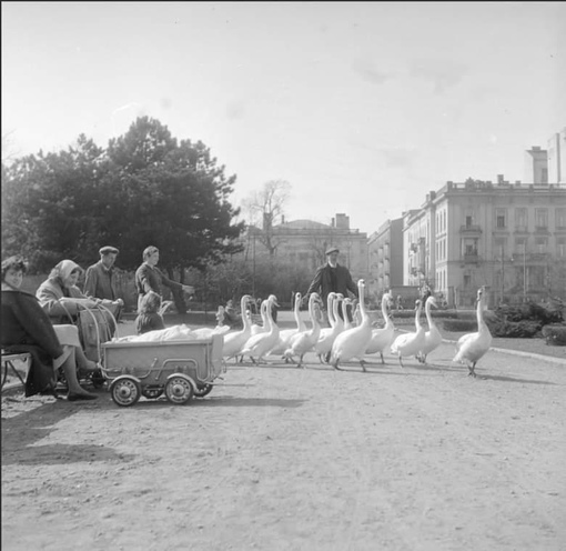 Весна в Уяздувском парке, Варшава, Польша, 1959..0
