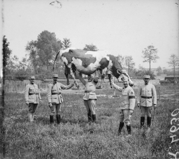 Французские солдаты  Первой Мировой войны демонстрируют корову..0