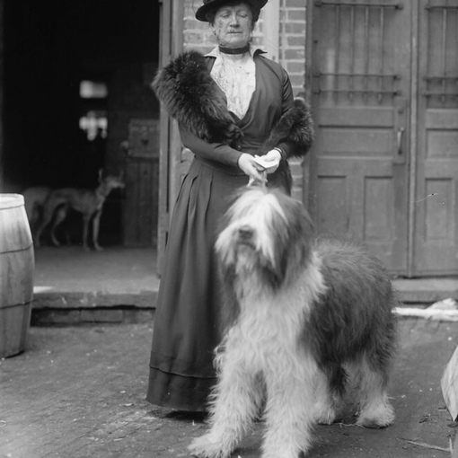 Собачья выставка, США, 1910-е годы, фото из архива Harris &..1
