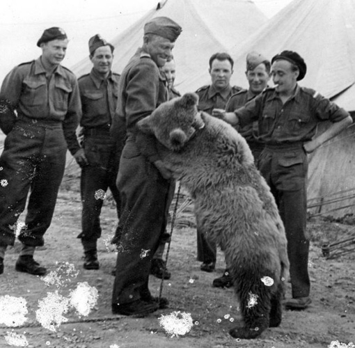 Капрал Войтек, бурый медведь, воевавший во Второй Мировой войне..1