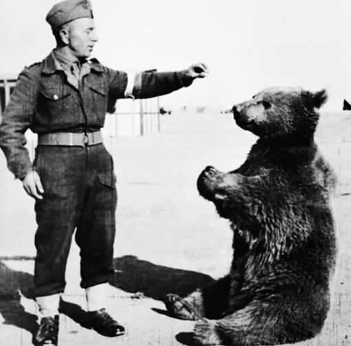Капрал Войтек, бурый медведь, воевавший во Второй Мировой войне..2