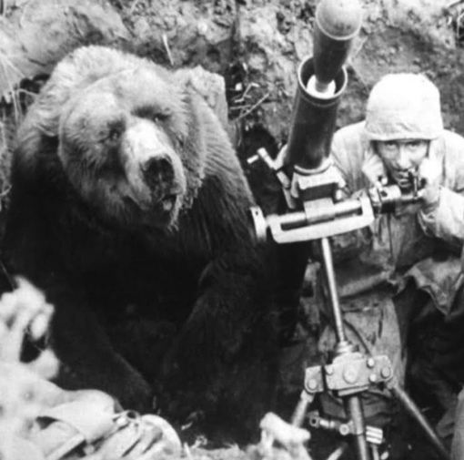 Капрал Войтек, бурый медведь, воевавший во Второй Мировой войне..3