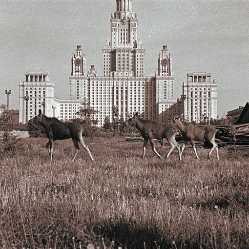 Лоси гуляют перед зданием Московского государственного..0