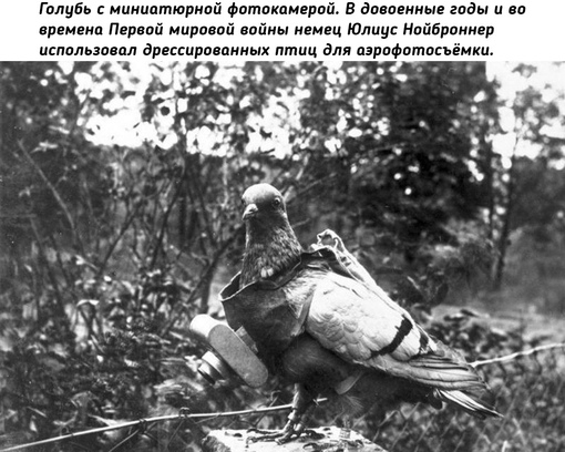 Животные на войне во время Первой мировой..3