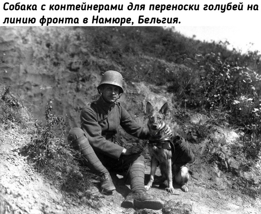 Животные на войне во время Первой мировой..9