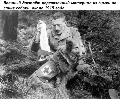 Животные на войне во время Первой мировой..2