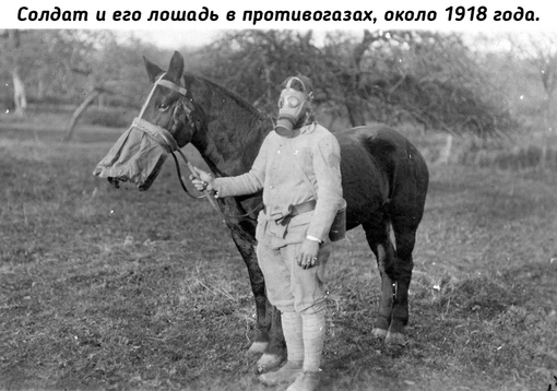 Животные на войне во время Первой мировой..7